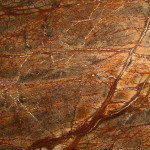 Rain Forest Brown Zoom